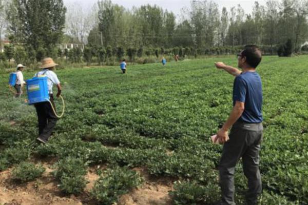 花生叶面喷肥的方法，不同肥料种类的喷施方法不同