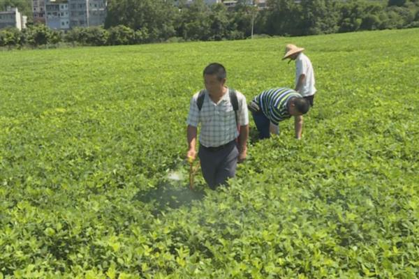 花生叶面喷肥的方法，不同肥料种类的喷施方法不同