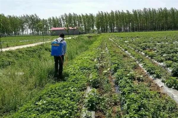花生叶面喷肥的方法，不同肥料种类的喷施方法不同