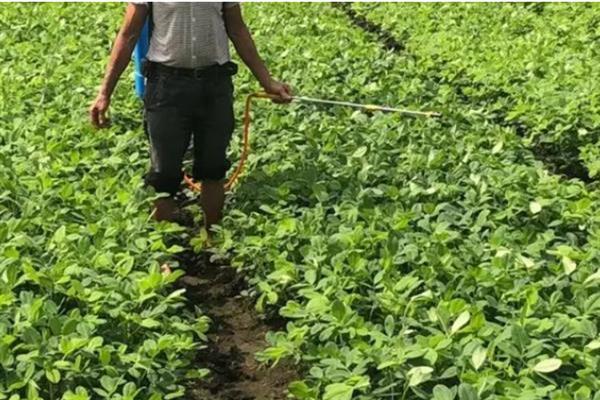 花生叶面喷肥的方法，不同肥料种类的喷施方法不同