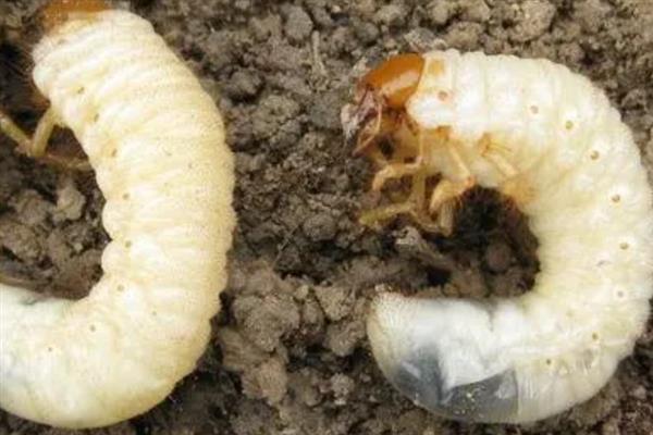 防治地蚕的土办法，施肥时可用充分腐熟的有机肥