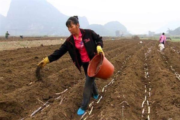 防治地蚕的土办法，施肥时可用充分腐熟的有机肥