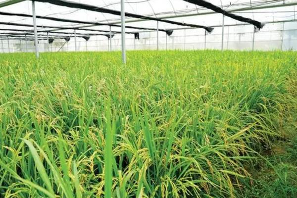 防治地蚕的土办法，施肥时可用充分腐熟的有机肥
