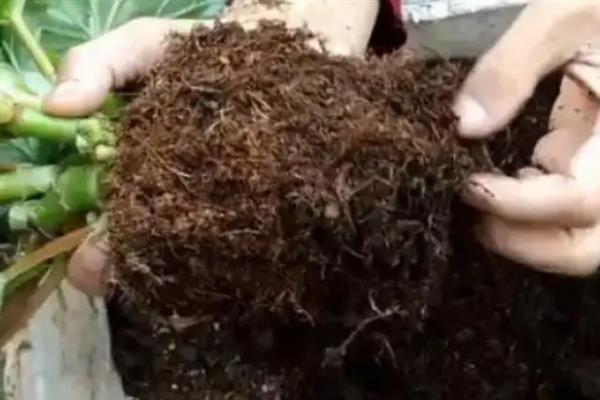 海棠花叶子焦边的原因及解决方法，可能是光照不当导致的
