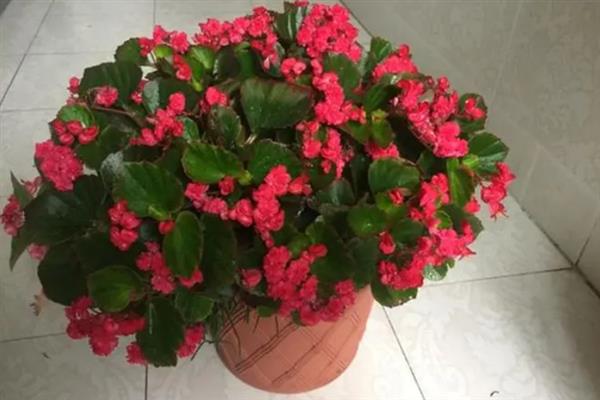 海棠花叶子焦边的原因及解决方法，可能是光照不当导致的