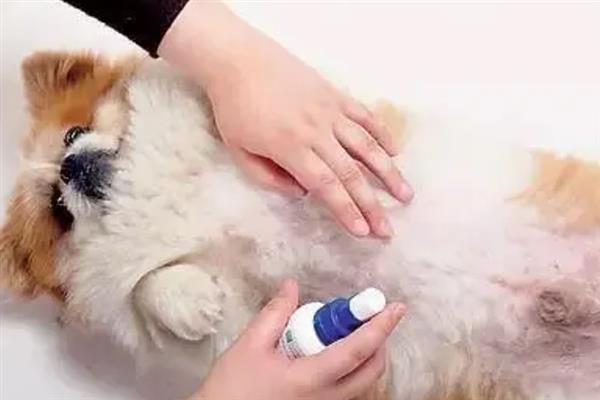 狗狗过敏性皮炎的原因，一般是喂食不当、被紫外线照射、感染寄生虫等因素造成