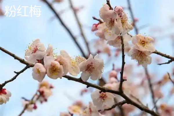 能在户外越冬的梅花品种，常见的有粉红梅、美人梅等
