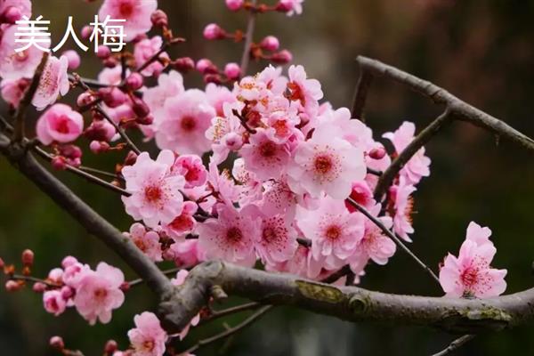 能在户外越冬的梅花品种，常见的有粉红梅、美人梅等