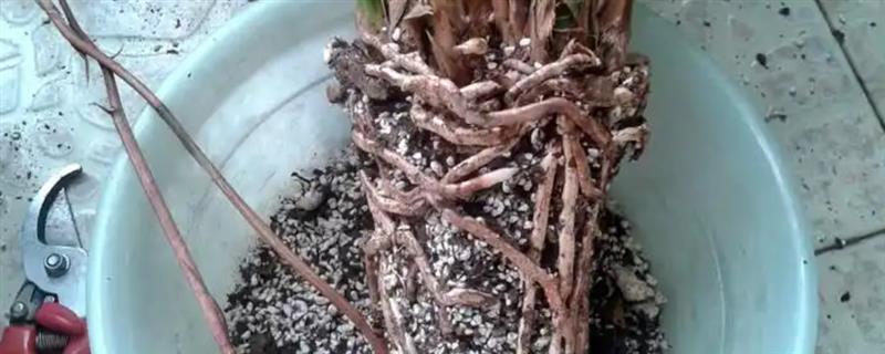 冬天换盆植物会死吗，操作得当一般不会死