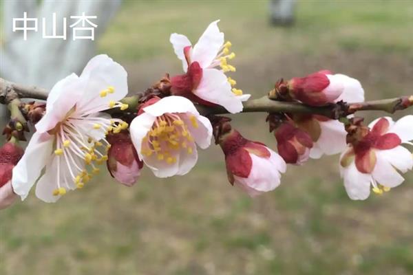 能在户外越冬的梅花品种，常见的有粉红梅、美人梅等