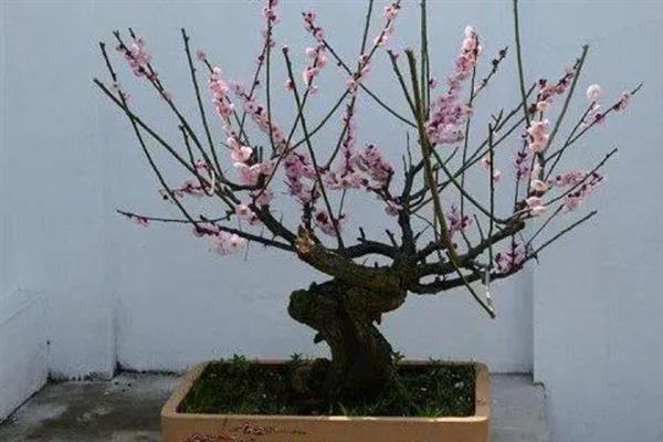 能在户外越冬的梅花品种，常见的有粉红梅、美人梅等