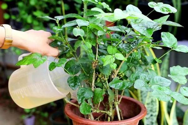 冬天换盆植物会死吗，操作得当一般不会死