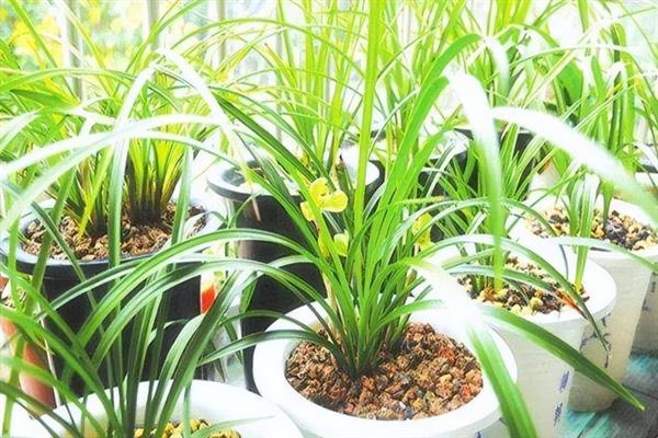 冬天换盆植物会死吗，操作得当一般不会死