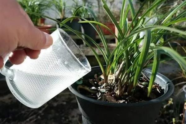 冬天换盆植物会死吗，操作得当一般不会死