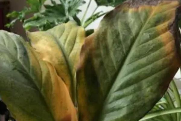 白鹤芋叶片发黄的原因，光照不当温湿度不适等因素均会造成