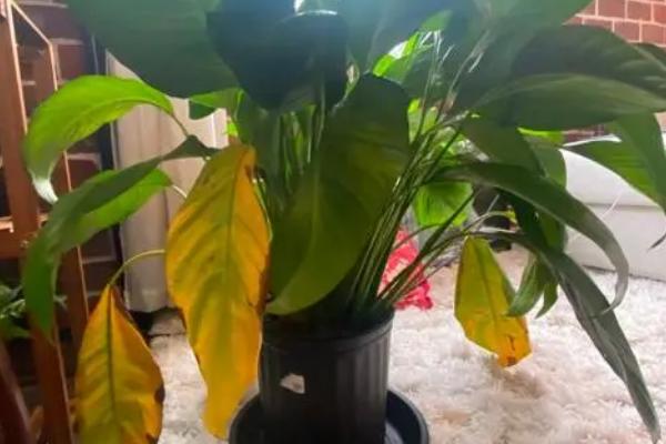 白鹤芋叶片发黄的原因，光照不当温湿度不适等因素均会造成