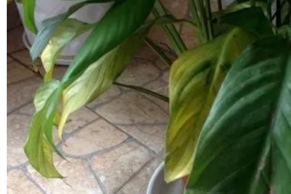 白鹤芋叶片发黄的原因，光照不当温湿度不适等因素均会造成