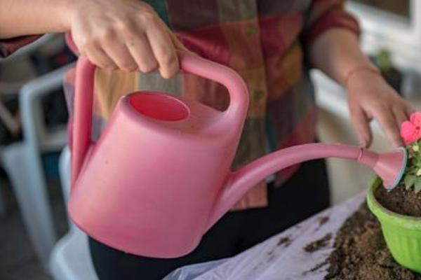 白鹤芋叶片发黄的原因，光照不当温湿度不适等因素均会造成