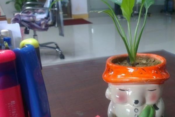 白鹤芋叶片发黄的原因，光照不当温湿度不适等因素均会造成