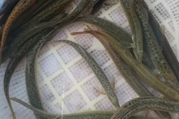 泥鳅最爱吃什么食物，喜欢吃水生昆虫、浮游生物等