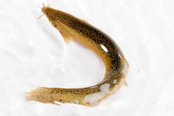 泥鳅最爱吃什么食物，喜欢吃水生昆虫、浮游生物等
