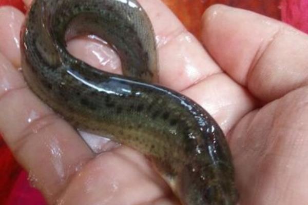 泥鳅最爱吃什么食物，喜欢吃水生昆虫、浮游生物等