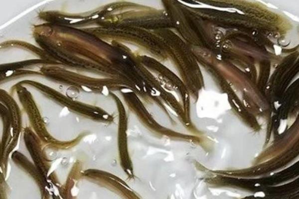 泥鳅最爱吃什么食物，喜欢吃水生昆虫、浮游生物等