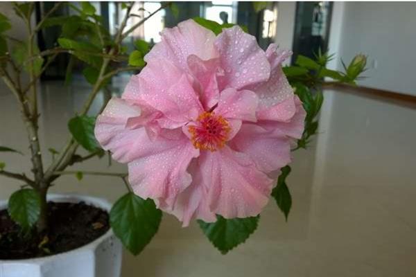 木菊花黄叶子的原因，可能是浇水过多或土壤板结所致