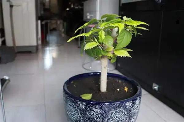 木菊花黄叶子的原因，可能是浇水过多或土壤板结所致