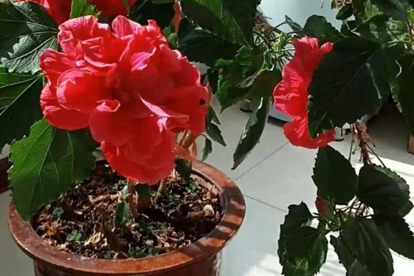 木菊花黄叶子的原因，可能是浇水过多或土壤板结所致