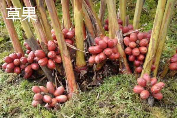 草果和草豆蔻有哪些区别，表面颜色、种子性状均不同