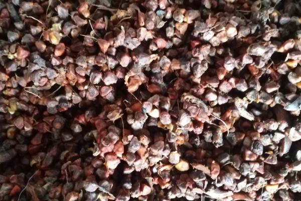 草果和草豆蔻有哪些区别，表面颜色、种子性状均不同