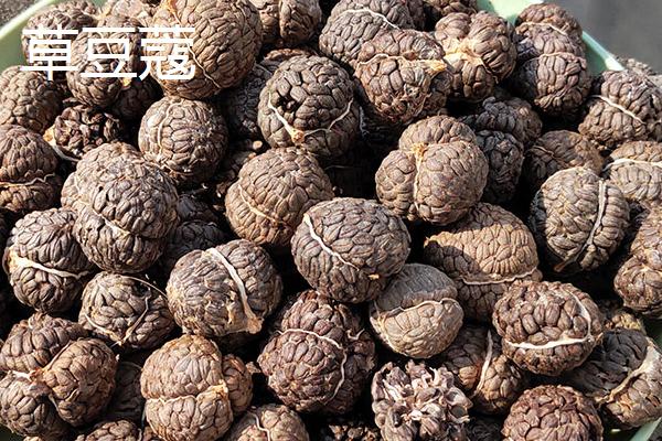 草果和草豆蔻有哪些区别，表面颜色、种子性状均不同