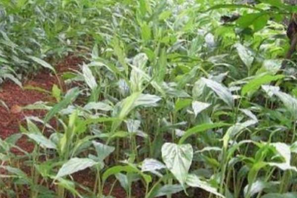 草果和草豆蔻有哪些区别，表面颜色、种子性状均不同