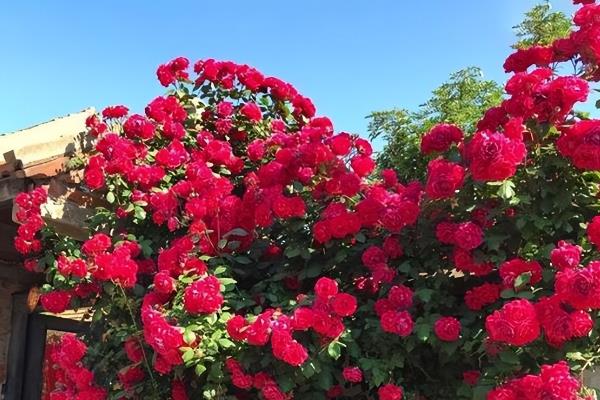 如何种植红木香，春季和秋季均可种植