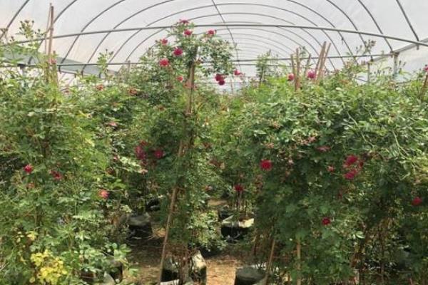 如何种植红木香，春季和秋季均可种植