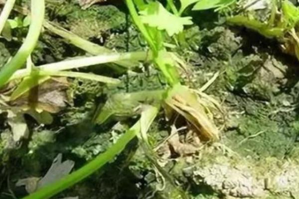 芹菜死苗烂根原因，可能是水分过多或重茬栽培所致