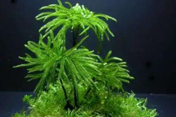 万年藓能不能种在水下，插入水中再用碎石固定即可
