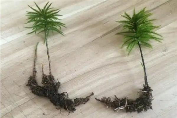 万年藓能不能种在水下，插入水中再用碎石固定即可