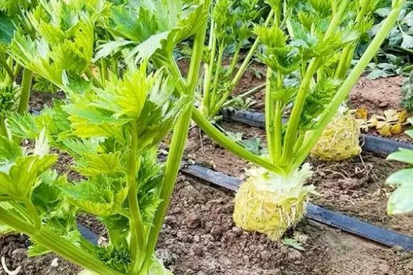 芹菜死苗烂根原因，可能是水分过多或重茬栽培所致