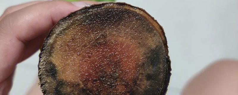 巴西木发霉怎么处理，需要先修剪掉发霉腐烂的根系
