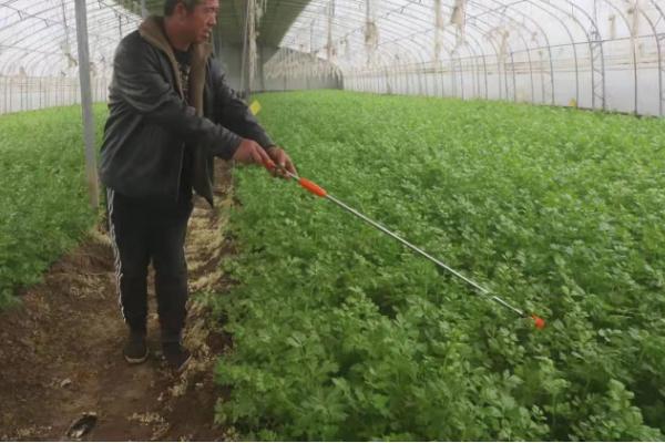 芹菜死苗烂根原因，可能是水分过多或重茬栽培所致
