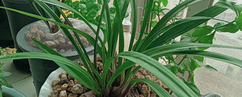 如何才能养好建兰，需要每隔一周浇水1-2次