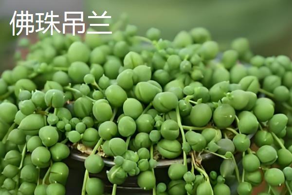 佛珠吊兰与珍珠吊兰的区别是什么，叶片、花朵和生长习性均不同