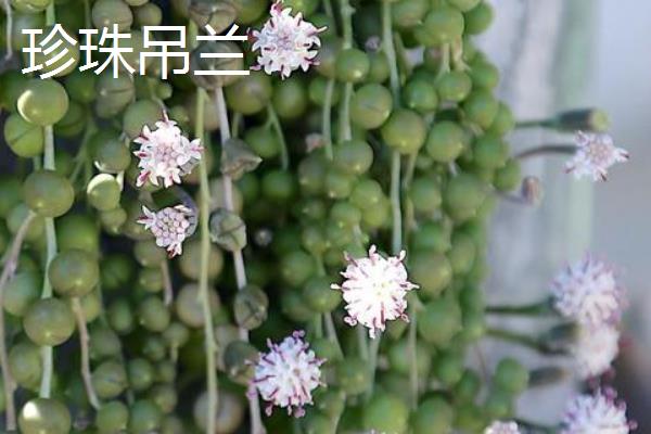 佛珠吊兰与珍珠吊兰的区别是什么，叶片、花朵和生长习性均不同