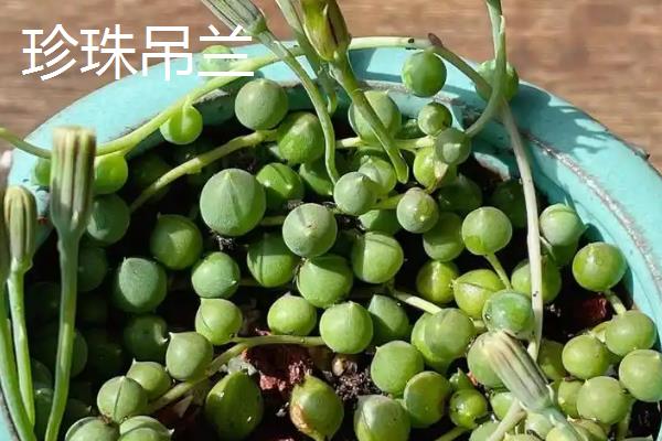 佛珠吊兰与珍珠吊兰的区别是什么，叶片、花朵和生长习性均不同