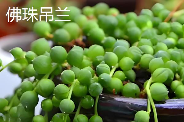 佛珠吊兰与珍珠吊兰的区别是什么，叶片、花朵和生长习性均不同