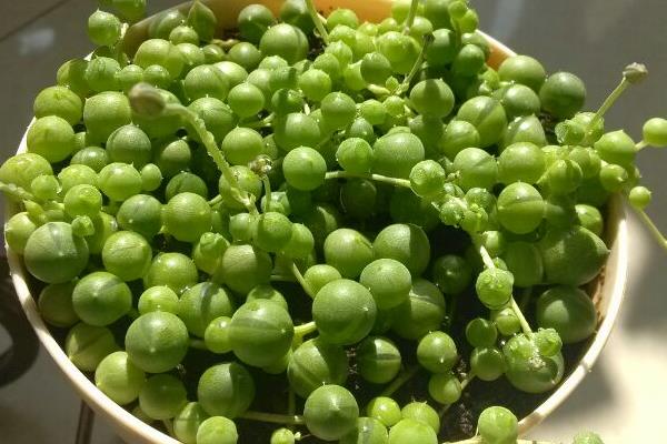 佛珠吊兰与珍珠吊兰的区别是什么，叶片、花朵和生长习性均不同