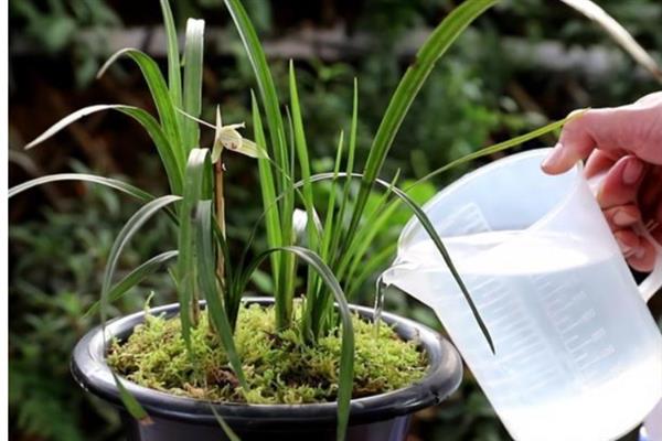 如何才能养好建兰，需要每隔一周浇水1-2次