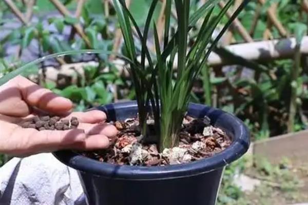 如何才能养好建兰，需要每隔一周浇水1-2次